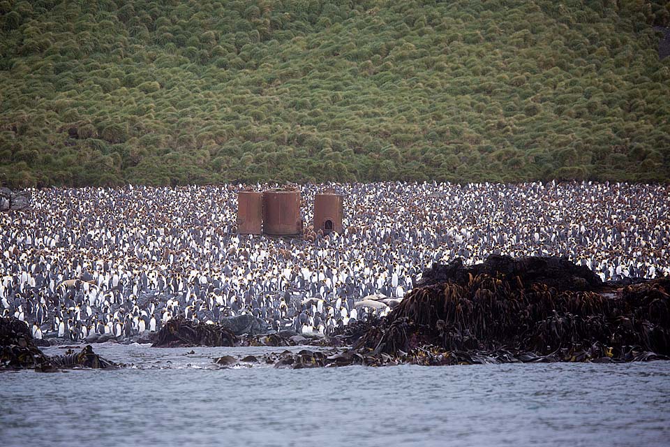 King Penguin (Aptenodytes patagonicus)